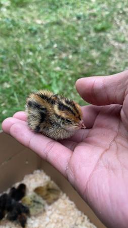 Image 2 of Quail chicks ready for a new home