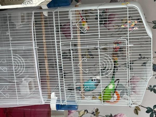 Image 4 of 2 beautiful Budgies with a new large cage