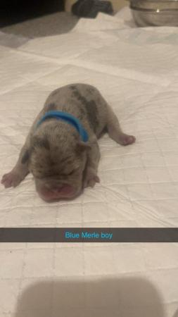 Image 7 of Testable fluffy carrier French bulldog puppies
