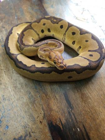 Image 1 of Red Stripe Clown 1.0 Male Ball Python
