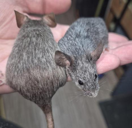 Image 18 of Variaty of mice available (both sexes)