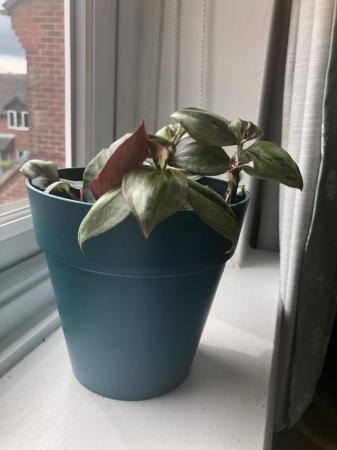 Image 1 of Tradescantia indoor plant for sale