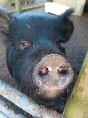 Image 3 of Kune Kune cross 'micro' pigs for sale