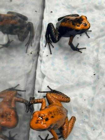 Image 4 of Dart frogs orange phyllobates terribilis black foot