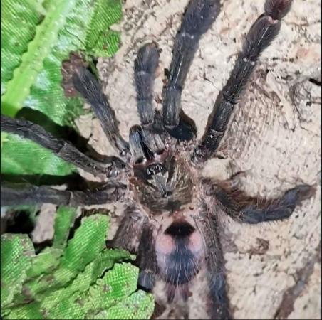 Image 4 of Male tarantulas looking for love.