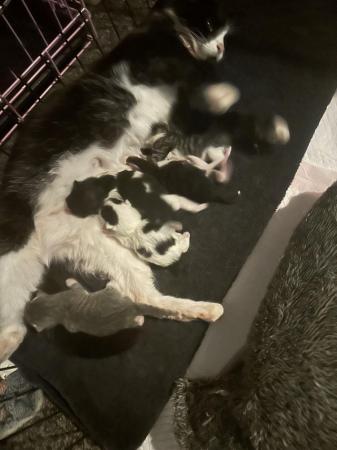 Image 1 of 5 beautiful kittens 1 left