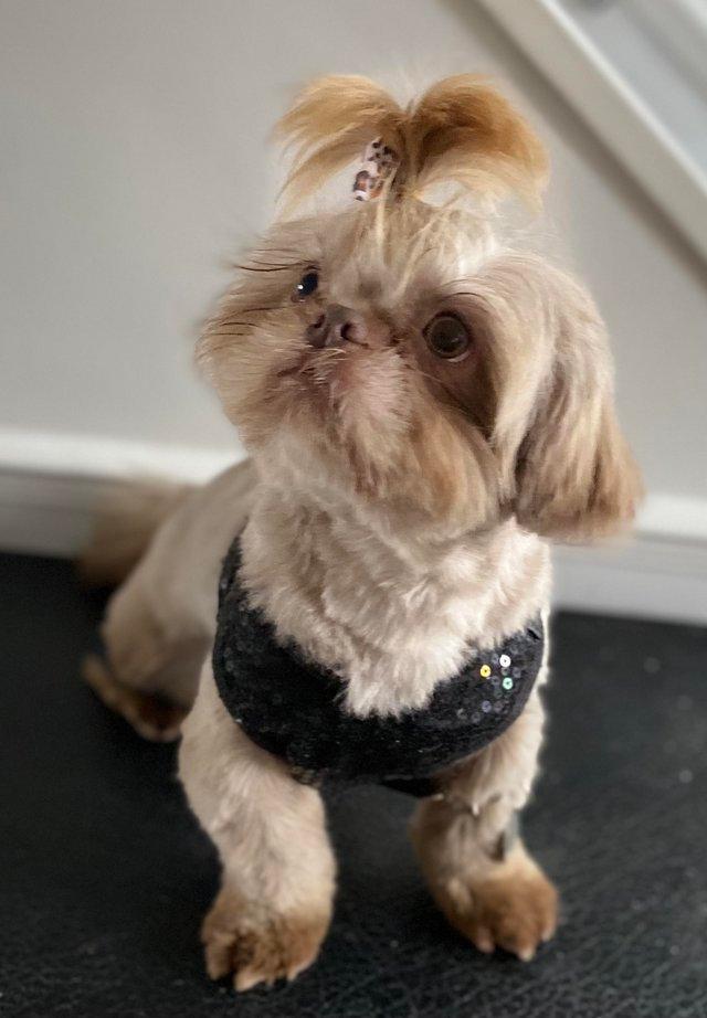 Preloved shih hot sale tzu stud