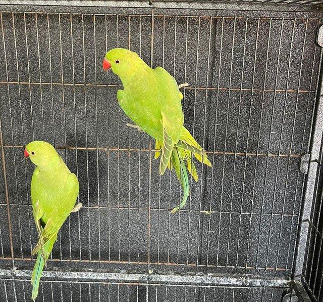 Preview of the first image of Indian ringneck talking parrots.