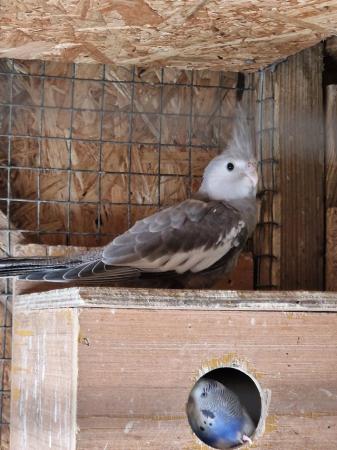 Image 7 of Lovely baby cockatiel for sale
