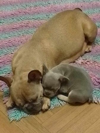 Image 3 of French bulldog puppies boy and girl