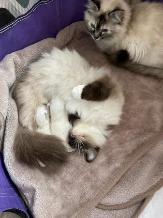 Image 6 of Stunning Ragdoll  blue / lilac lynx boy one now reserved