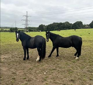 Image 5 of Handsome black cob for loan!  Perfect for summer fun