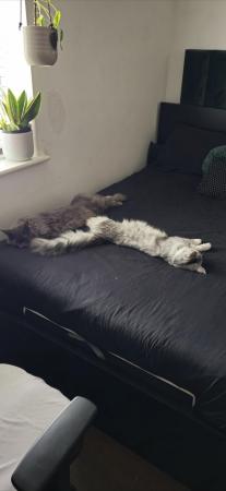 Image 5 of Male and Female Maine Coon around 9 Months old