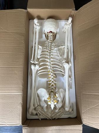 Image 2 of Complete Human Skeleton Model