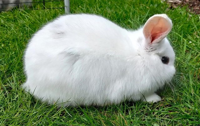 Image 8 of Gorgeous French x Mini Lops Bunnies. READ PLEASE!!