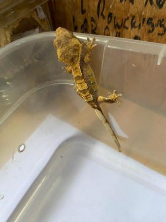 Image 2 of Harlequin tiger crested gecko £70