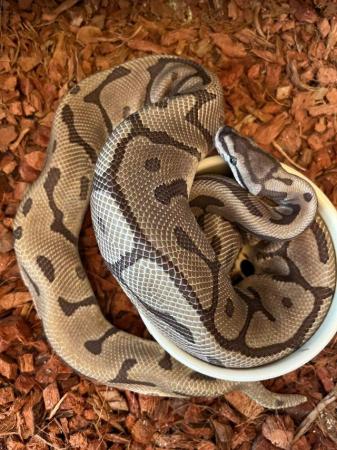 Image 3 of Adult proven male leopard mojave spider ball python