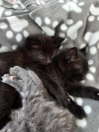 Image 1 of 2 x Black Kittens - Very friendly and loving