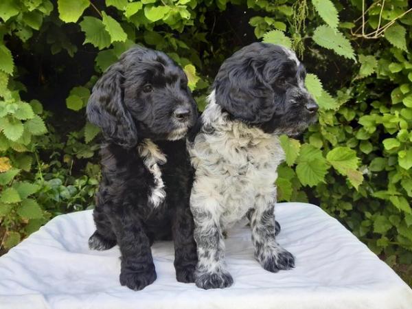 Image 15 of Cockapoo Puppies F1 Health Tested