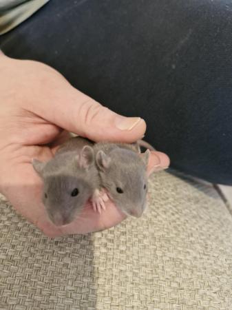 Image 2 of Female baby rats ready now