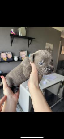 Image 7 of Amazing high quality Cane Corso Puppies