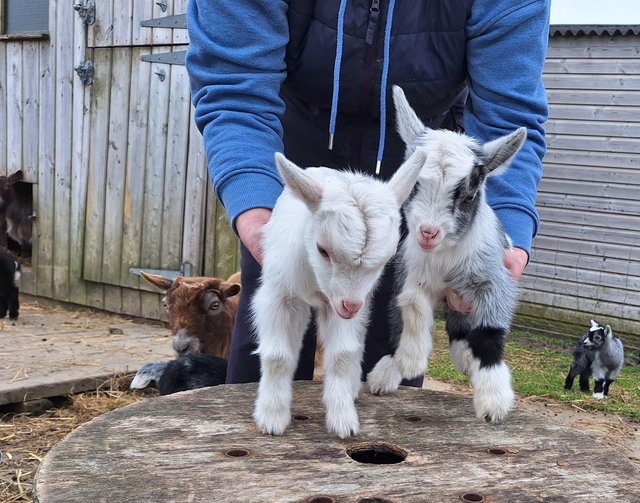 Preview of the first image of Pygmy Goat nannies and kids for sale.