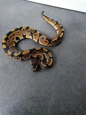 Image 4 of Snakes for sale! Ball pythons and cornsnakes
