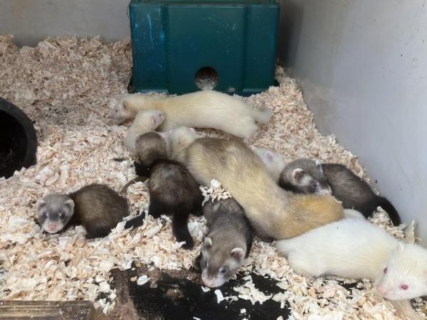 Image 2 of 8 week old well handled ferrets, from working /pet lines,