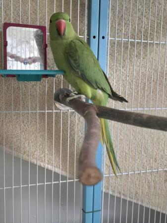 Image 2 of 10-12 month old male ringneck parrot