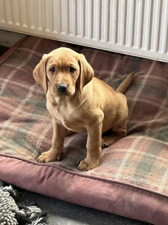 Image 16 of Gorgeous KC registered fox red Labrador puppies