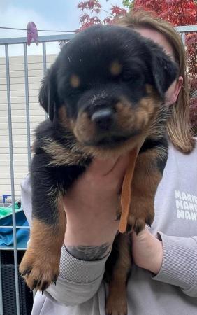 Image 11 of Rottweiler kc registered puppies