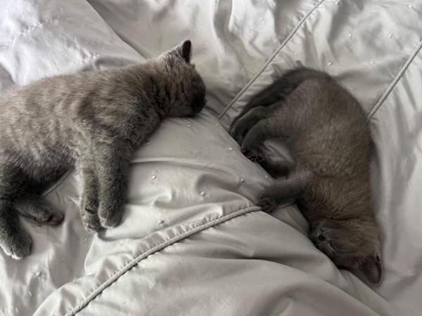 Image 20 of Adorable British blue kittens ready to go now