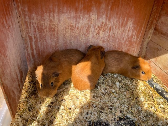 Preview of the first image of Female baby guineapigs......