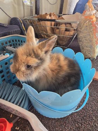 Image 3 of Lionhead Rabbits. Babies and adults available