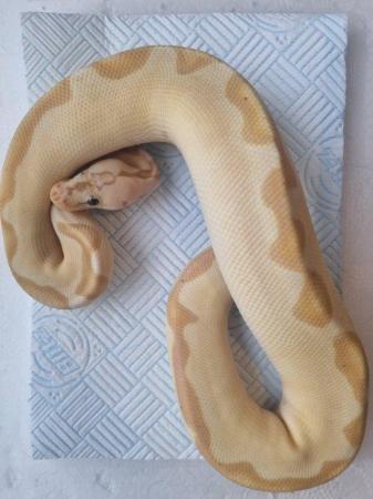 Image 2 of Male royal ball python for sale.