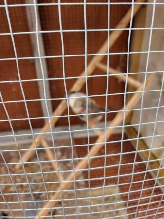 Image 5 of Zebra finches . All sexes..