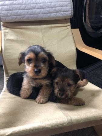 Image 9 of Yorkshire terrier puppies