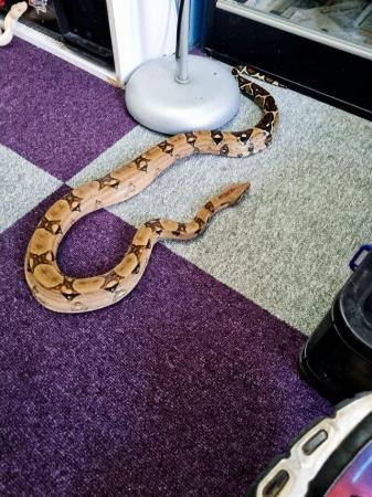 Image 2 of Red tail boa for sale :) :) :)