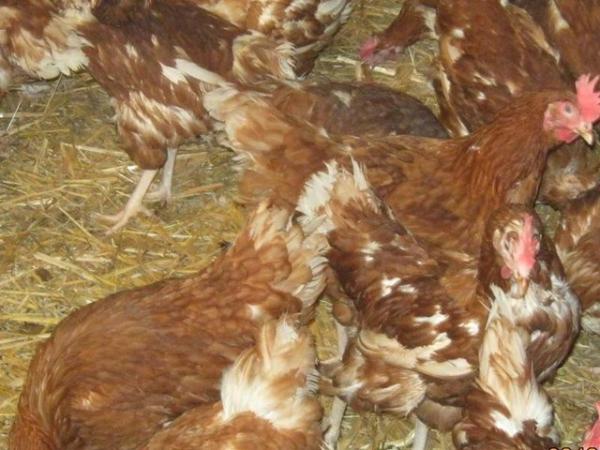 Image 1 of Rescued Chickens / Egg laying Hens £6 each 5 for £25