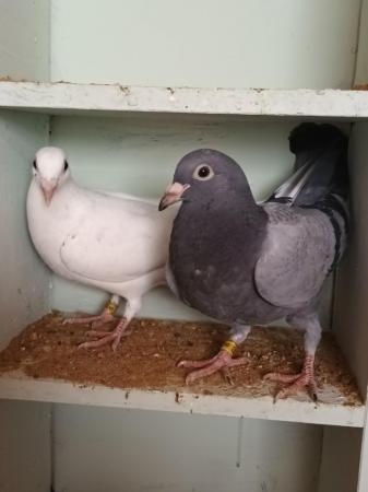 Image 9 of 2024 Racing Pigeons for sale - Squeakers - Eye Suffolk