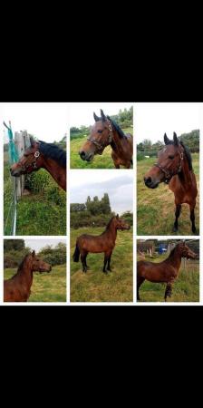 Image 1 of Perfect Project Welsh part bred pony
