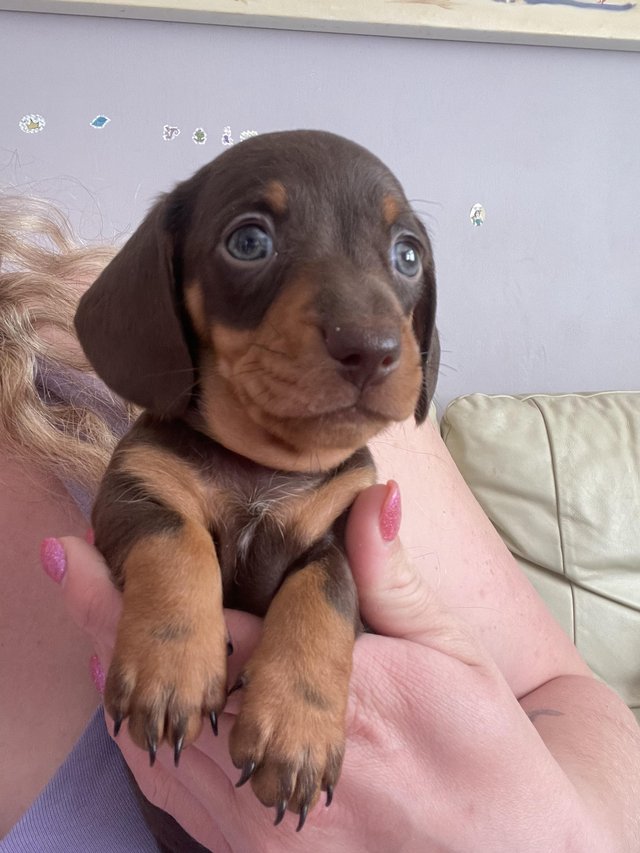 Preview of the first image of * 1 Boy left *chocolate and tan mini smooth dachshund.