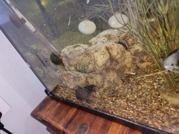 Image 4 of Musk turtles with tank and full setup