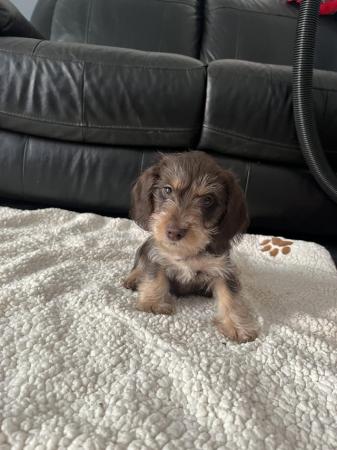 Image 7 of Long haired miniature dachshund cross