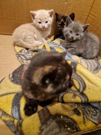 Image 1 of Mixed litter of kittens