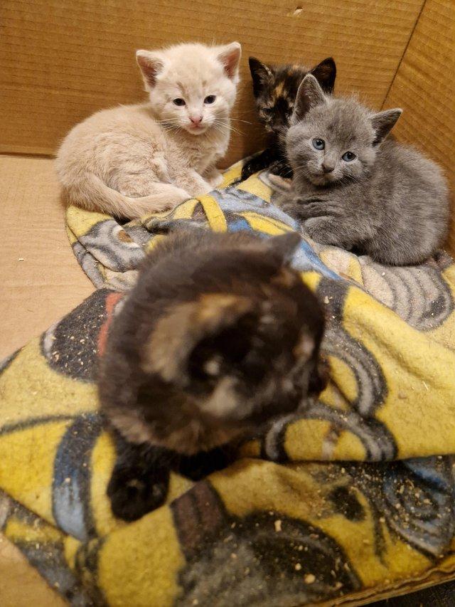Preview of the first image of Mixed litter of kittens.