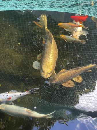 Image 2 of Large Koi Carp pond fish