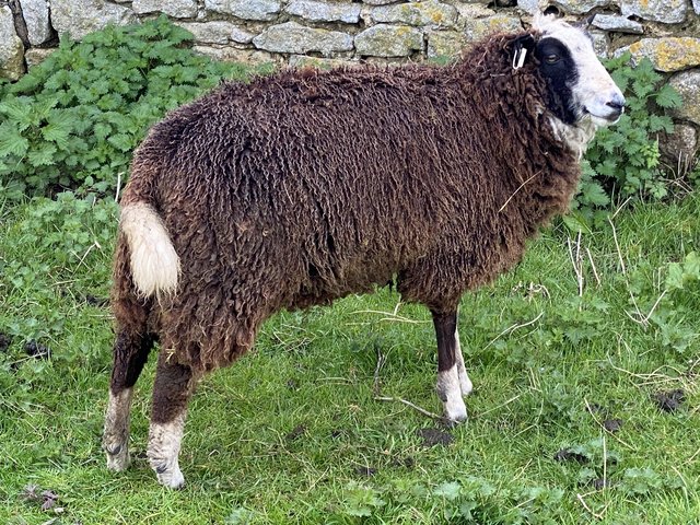 Preview of the first image of Zwartbles x polled Dorset ewe lambs.