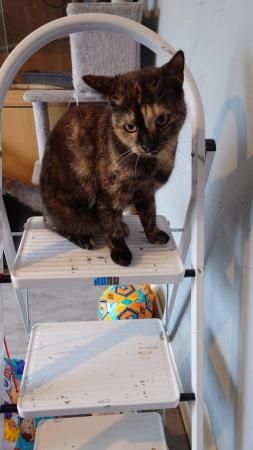 Image 2 of 1 year old female tortie cat