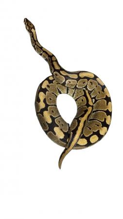 Image 7 of Royal/Ball Python collection for sale please see add